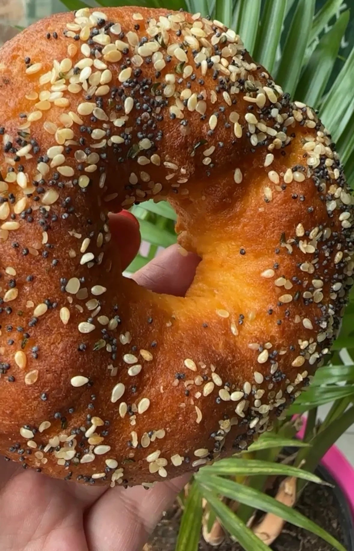 Bagels au fromage - Boîte de 2-plein goût